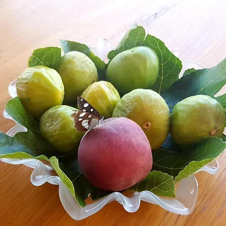 Domus Nostrae - Peljesac 1 *