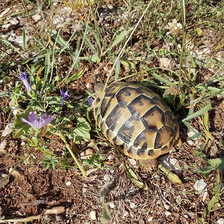 Domus Nostrae - Peljesac 1 セレセル