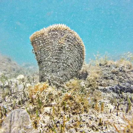 Domus Nostrae - Peljesac 1 *