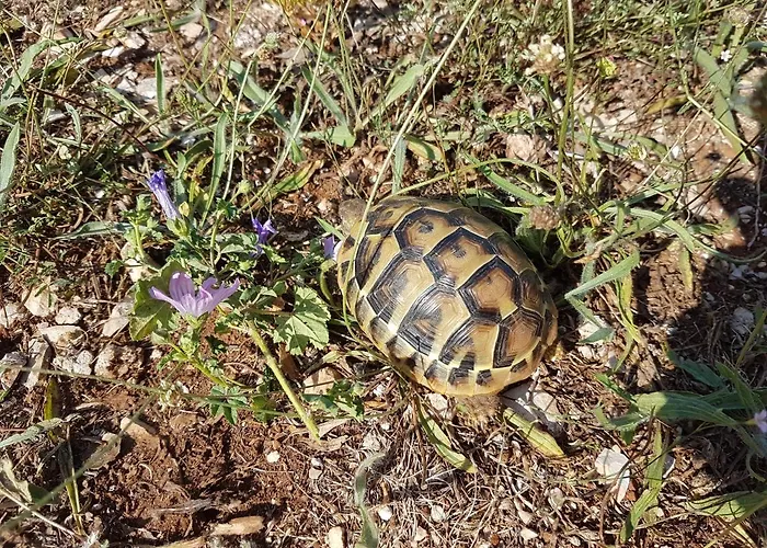 Domus Nostrae - Peljesac 1 Сресер