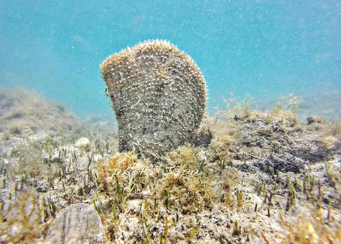 Domus Nostrae - Peljesac 1 *